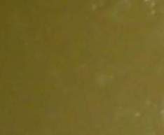 crème dessert rapide