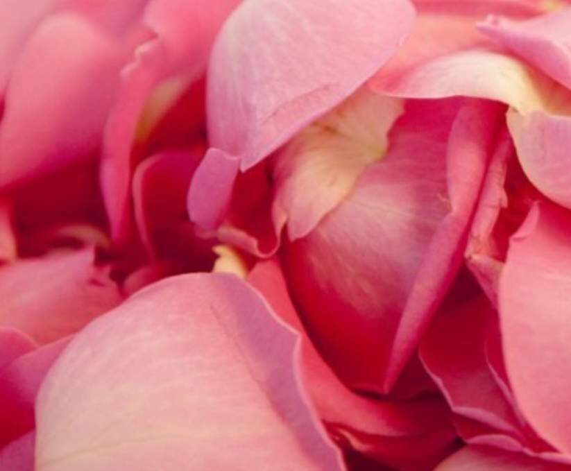 Eau de roses (pour macarons)