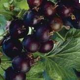 Gelée de casseilles ou de fruits rouges à la stévia