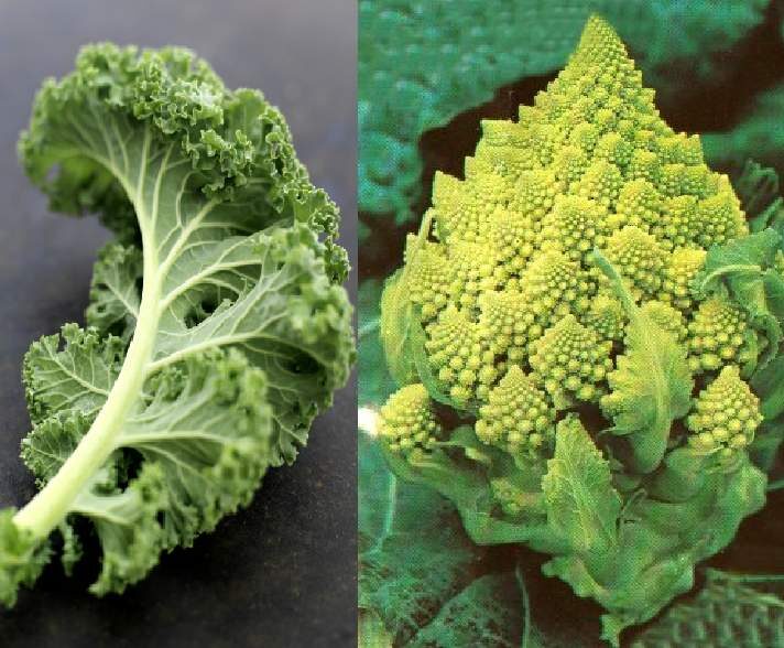 Gratin de choux : romanesco et kale