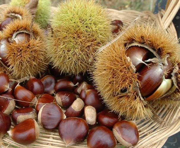 Mousse mascarpone - marron