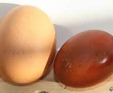 OEUFS DE PAQUES AU CHOCOLAT