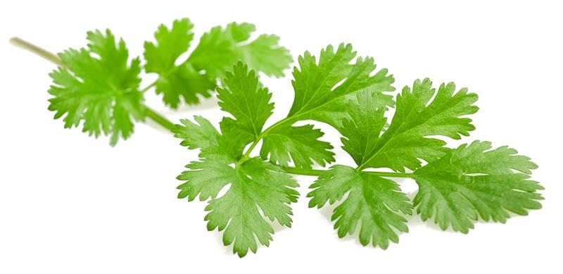 PESTO VERDE A LA CORIANDRE