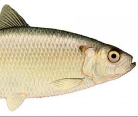 Rillettes de Harengs fumés