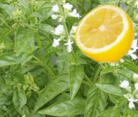 Sorbet Citron/Basilic