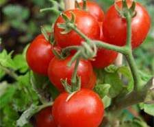 Velouté à la tomate