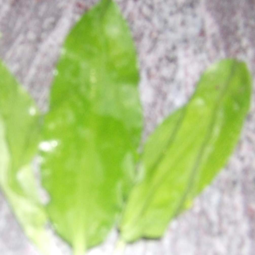 velouté d'ail fraiche sauvage