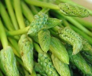 velouté d'asperges sauvages au tapioca