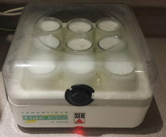 Yaourts natures maison